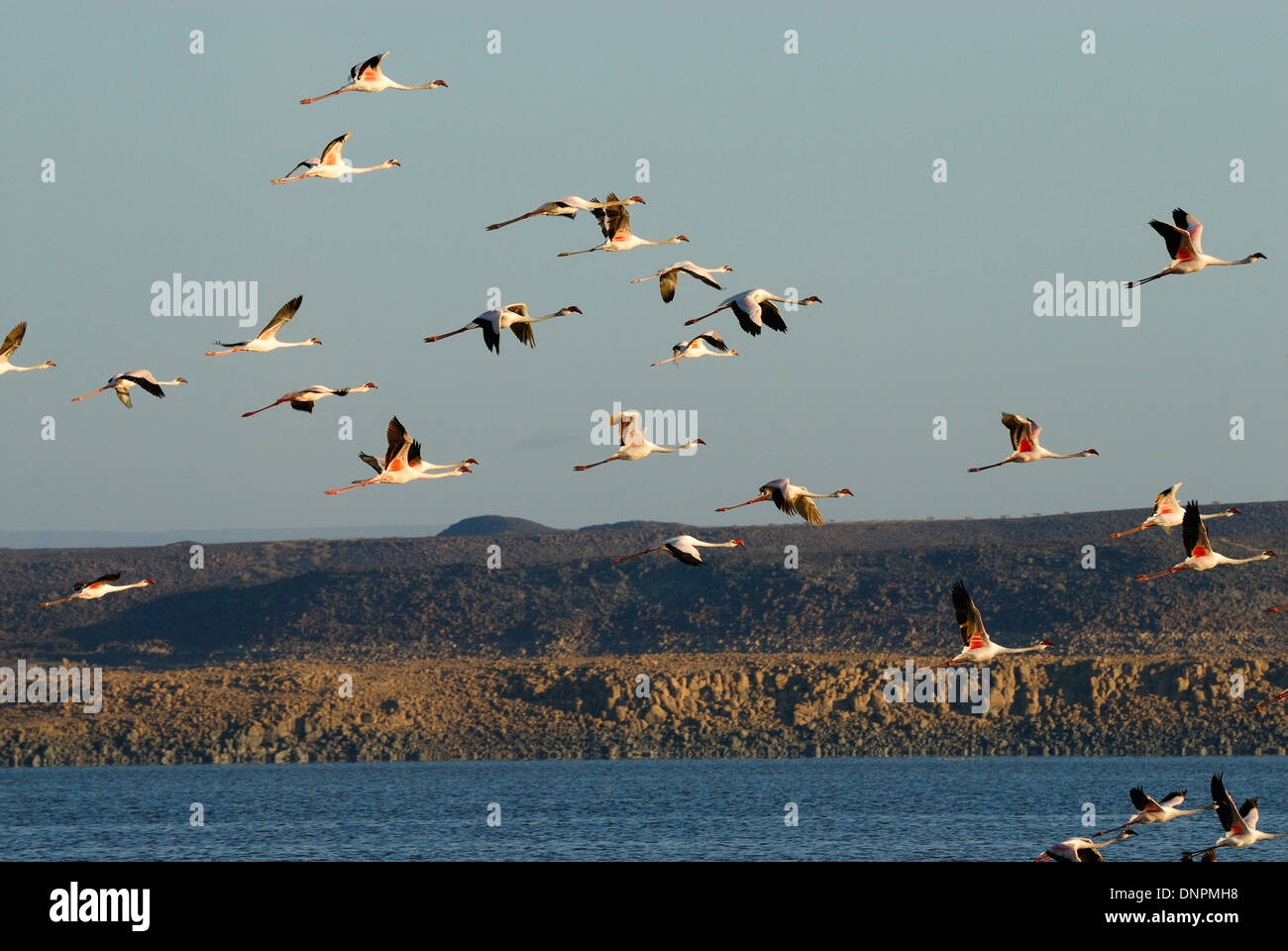 Colonie de flamants roses dans le lac Abbe à Djibouti, corne de l'Afrique Banque D'Images