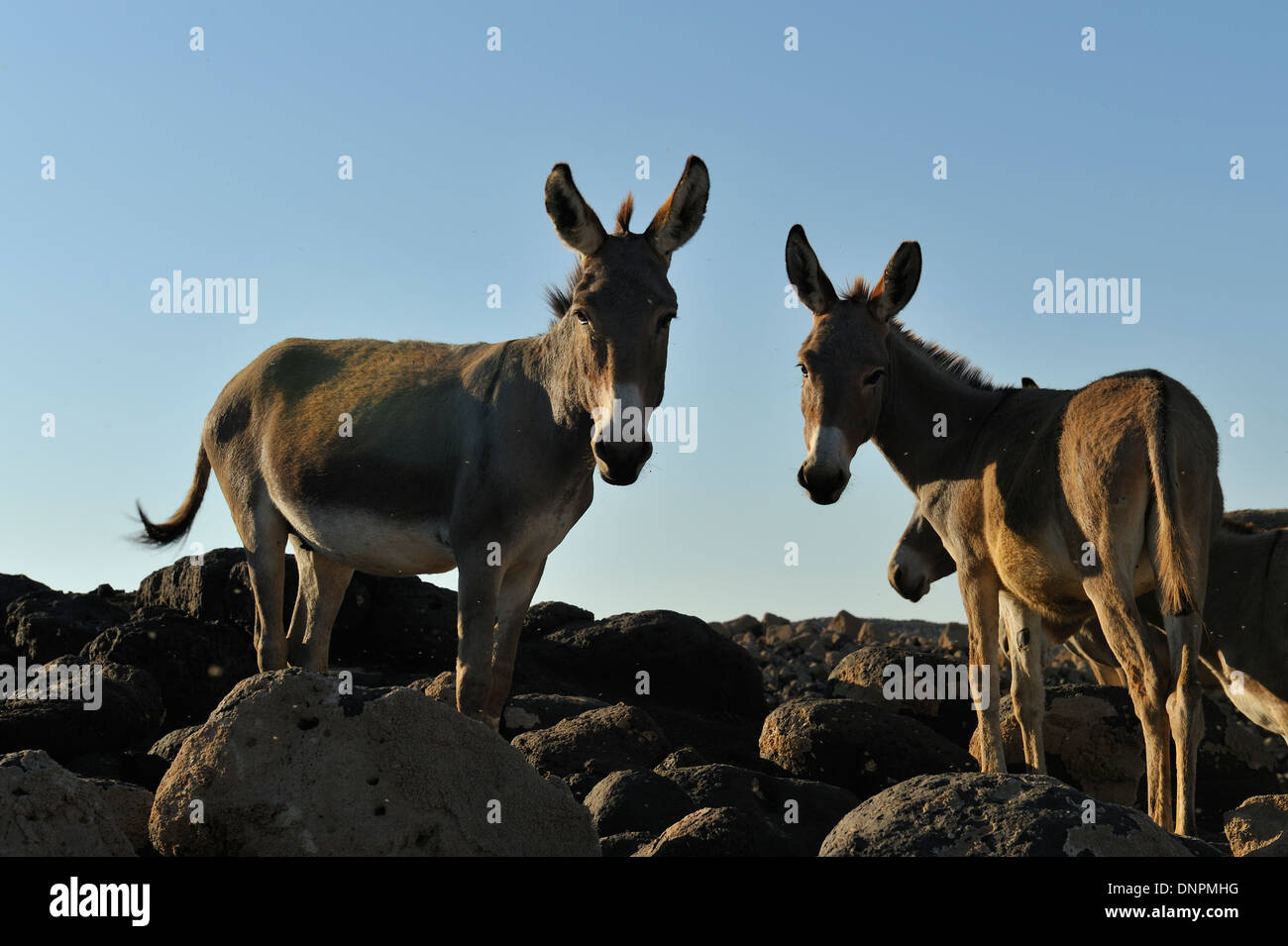 Les ânes balade sur le lac Abbe roches à Djibouti, corne de l'Afrique Banque D'Images
