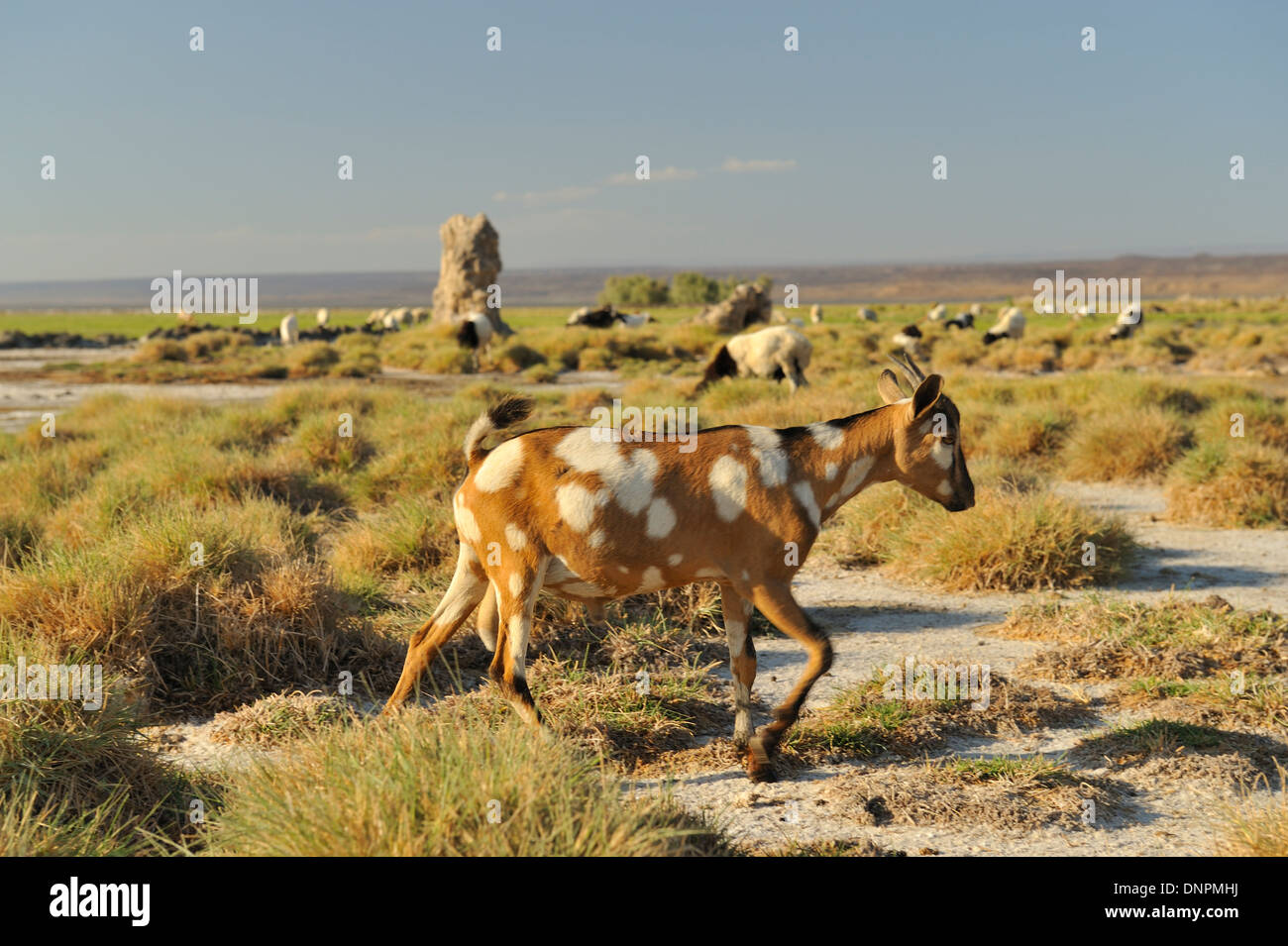 Troupeau de chèvres paître les herbes sèches dans le lac Abbe à Djibouti, corne de l'Afrique Banque D'Images