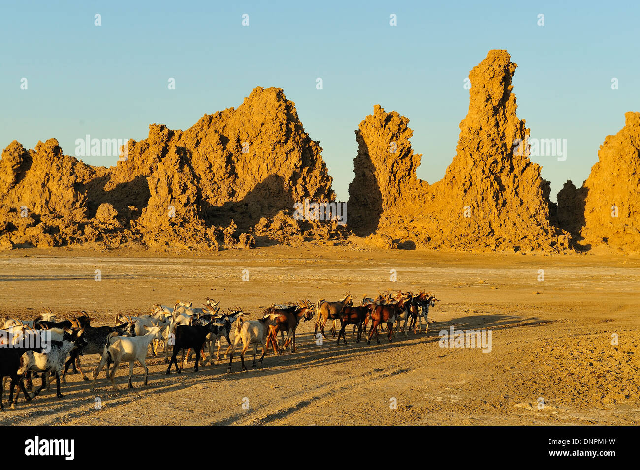 Troupeau de chèvres aller de l'avant dans le lac Abbe à Djibouti, corne de l'Afrique Banque D'Images