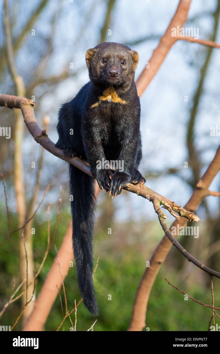 Tayra (Eira barbara) Banque D'Images