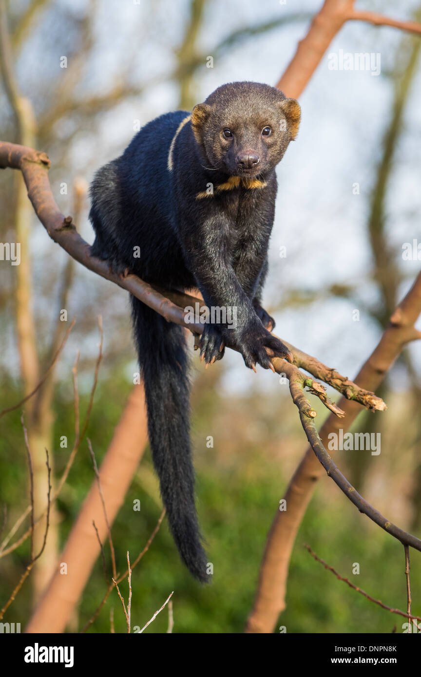 Tayra (Eira barbara) Banque D'Images