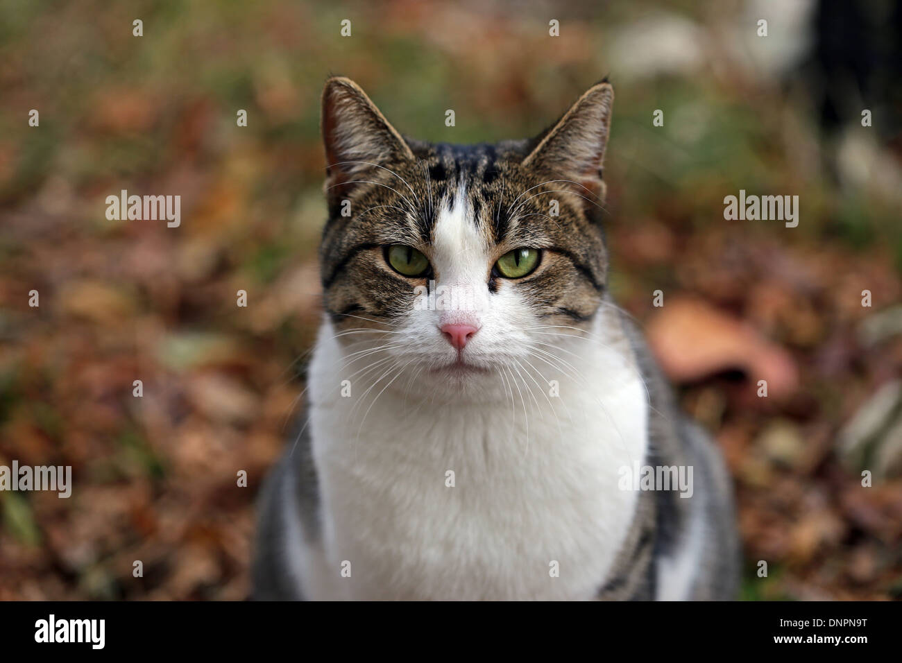 Portrait de face de chat. Animaux de compagnie. Chat domestique Gros plan avec bokeh. Italie. Europe. Banque D'Images