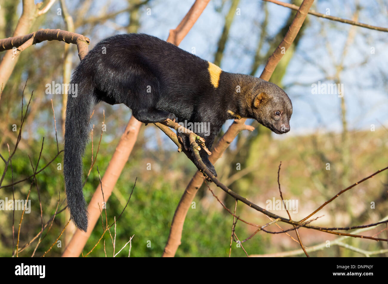 Tayra (Eira barbara) Banque D'Images