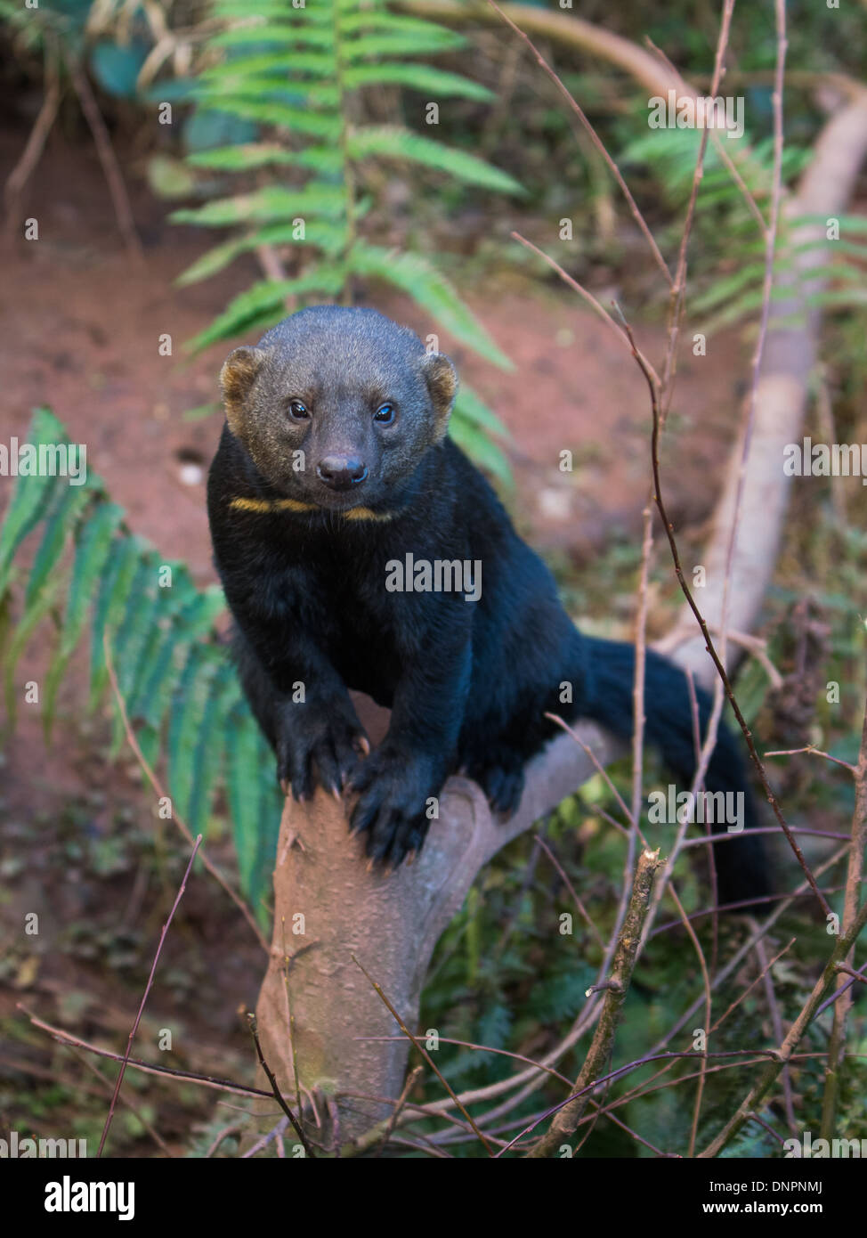 Tayra (Eira barbara) Banque D'Images