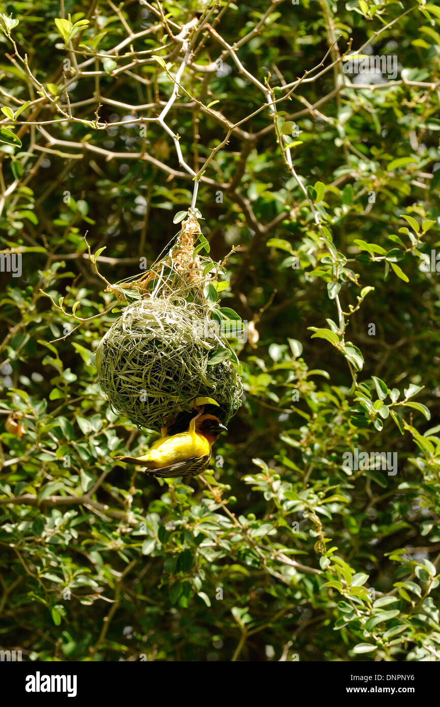 Vautour de Weaver bird niché dans un arbre, Djibouti, Corne de l'Afrique Banque D'Images