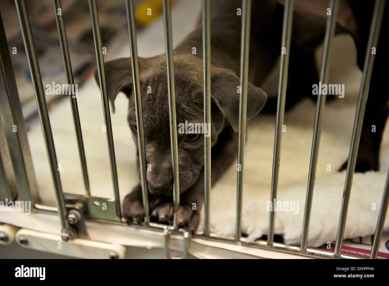 Un chiot à Cardiff Accueil chiens, qui prévoit une augmentation de l'admission après la période de Noël. Banque D'Images