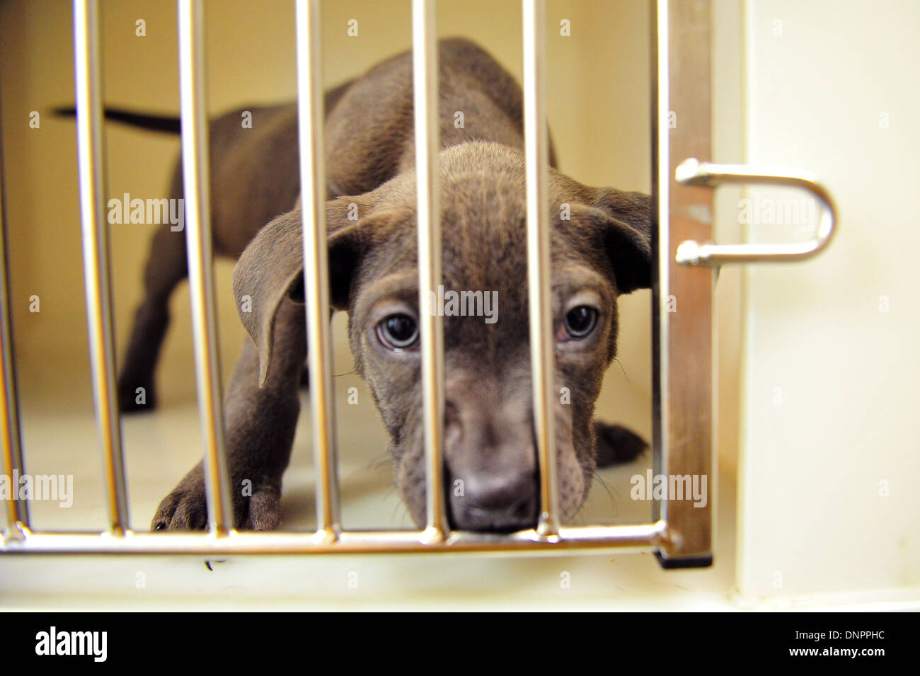 Un chiot à Cardiff Accueil chiens, qui prévoit une augmentation de l'admission après la période de Noël. Banque D'Images