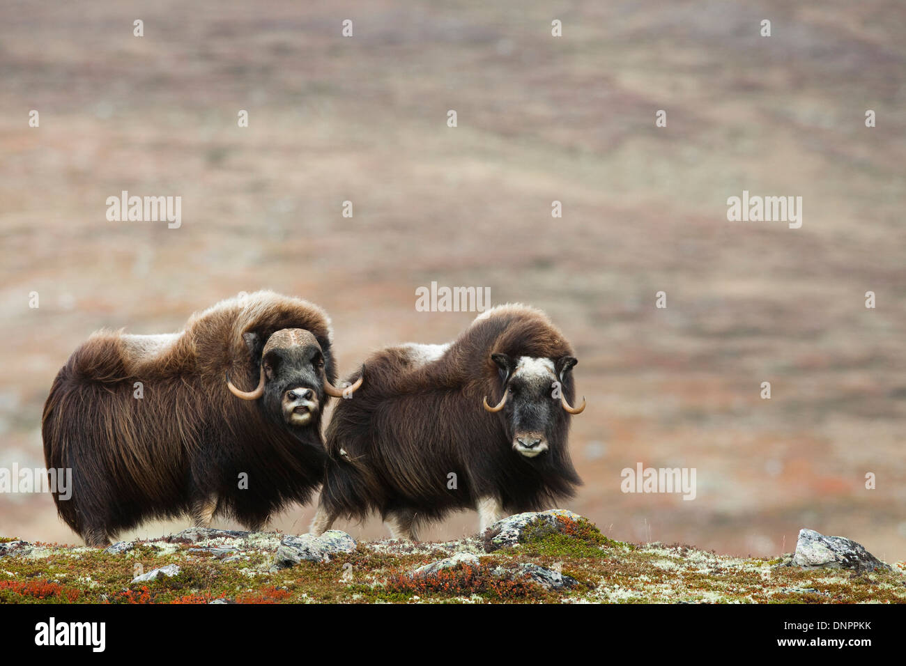 Le boeuf musqué (Ovibos moschatus), sur la toundra d'automne, Dovrefjell Sunndalsfjella Parc National, Norvège Banque D'Images