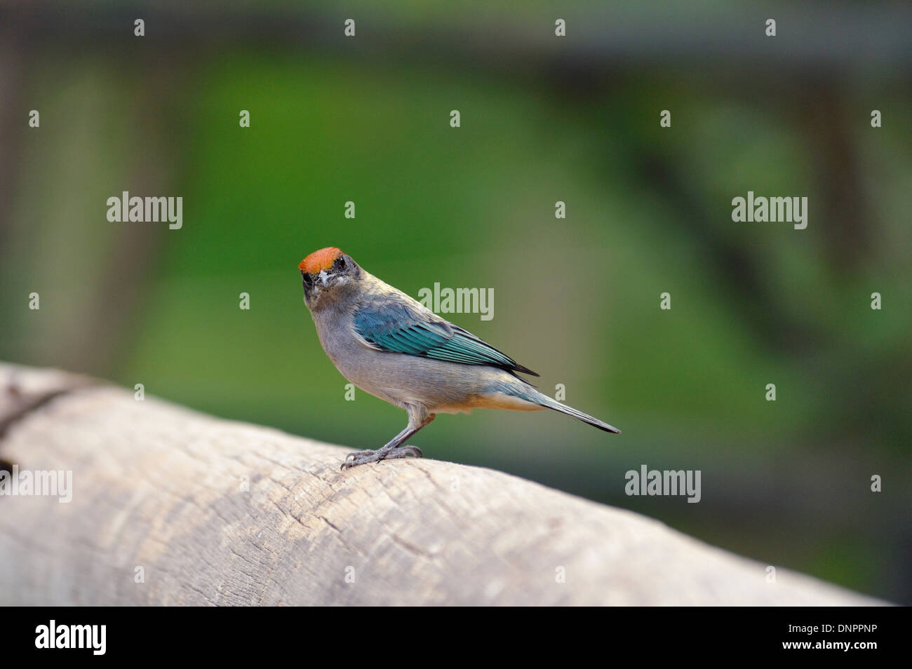 Ailé bleu, marron dirigé oiseau dans le zoo de Quito, Équateur Banque D'Images