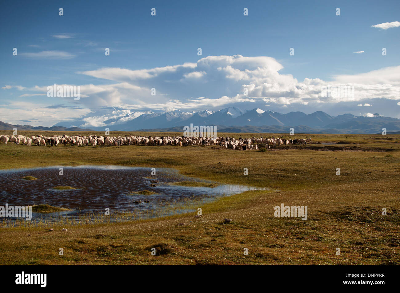 Moutons dans une vallée près de Drongba, Tibet. L'Himalaya est dans l'arrière-plan. Banque D'Images