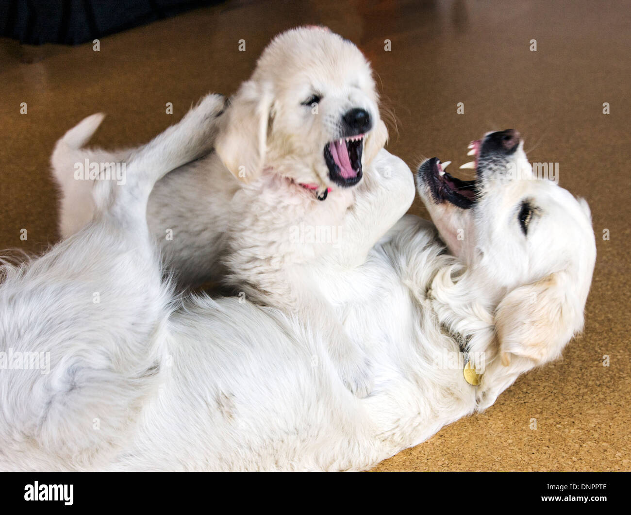 Couleur platine chiot Golden Retriever (10 semaines) en jouant avec un adulte de l'année. Banque D'Images