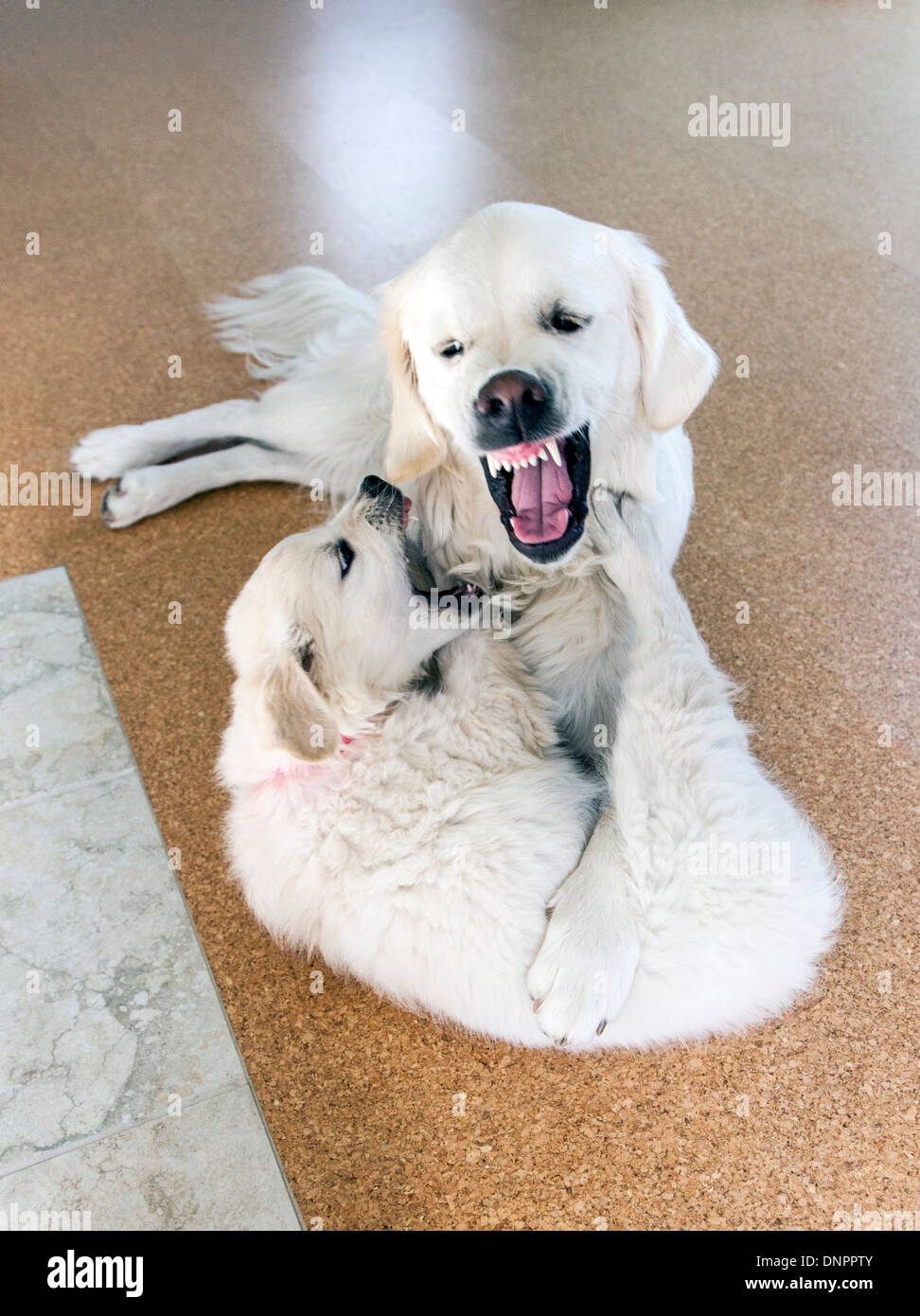 Couleur platine chiot Golden Retriever (10 semaines) en jouant avec un adulte de l'année. Banque D'Images