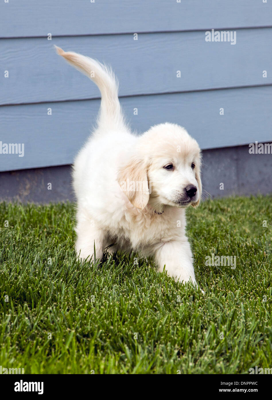 Couleur platine chiot Golden Retriever (10 semaines). Banque D'Images