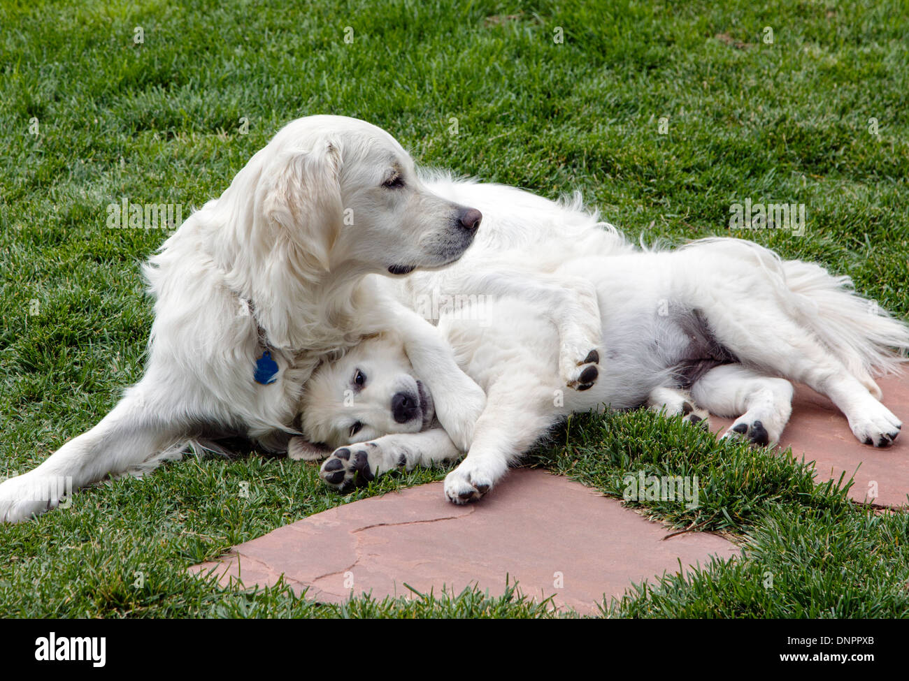 Golden Retriever de couleur platine adultes jouant avec chiot (13 semaines). Banque D'Images