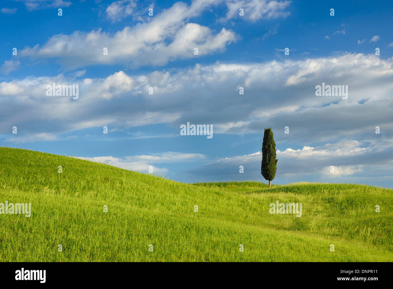 Cyprès dans champ vert. Pienza, Val d'Orcia, Toscane, Italie. Banque D'Images