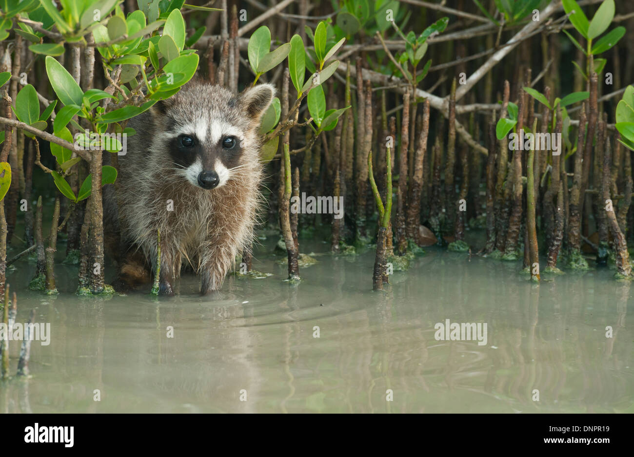Le Raton laveur (Procyon pygmaeus) En danger critique d'extinction, l'île de Cozumel, au Mexique. Moins de 500 restent dans l'existence. Banque D'Images