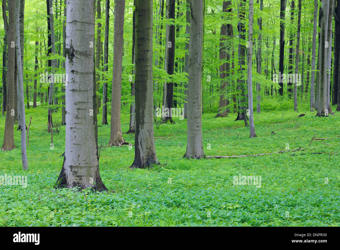 Printemps forêt de hêtres avec feuillage vert luxuriant. Parc national du Hainich, Thuringe, Allemagne. Banque D'Images