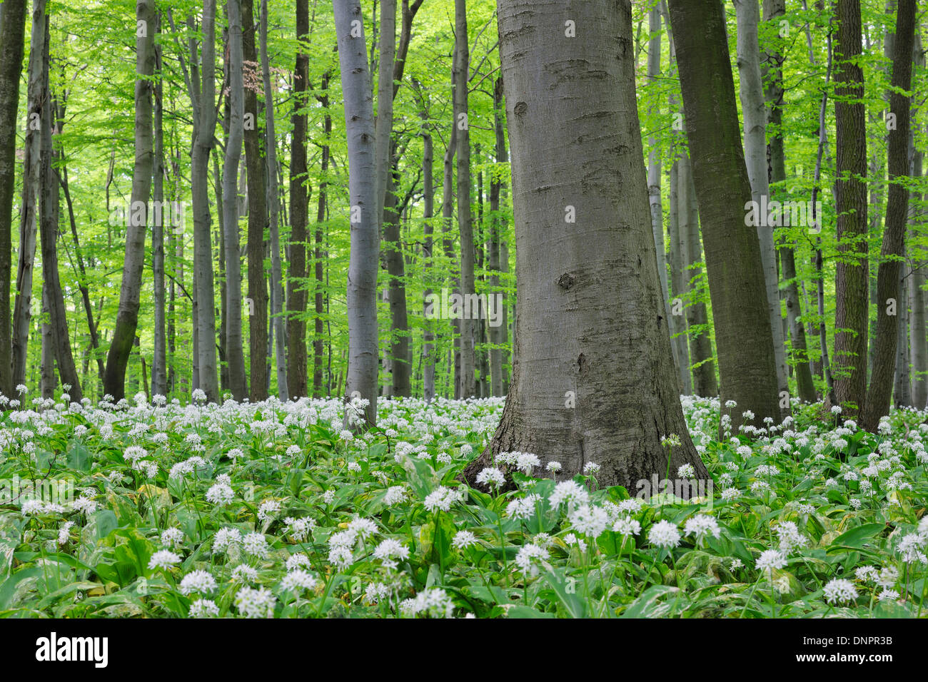 Forêt de printemps avec Ramsons Allium ursinum) (feuillage vert luxuriant. Parc national du Hainich, Thuringe, Allemagne. Banque D'Images