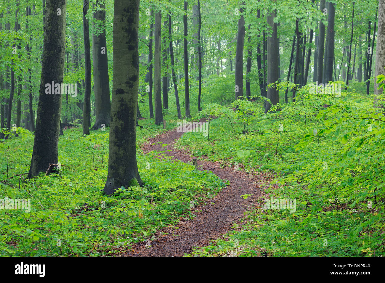 Sentier au printemps forêt de hêtres avec feuillage vert luxuriant. Parc national du Hainich, Thuringe, Allemagne. Banque D'Images