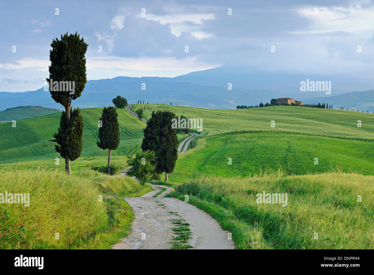Cyprès le long de routes de campagne. Pienza, Val d'Orcia, Toscane, Italie. Banque D'Images