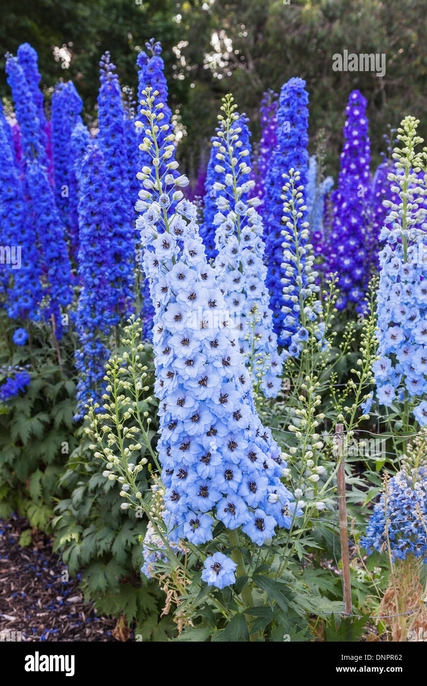 Sky blue Delphinium 'Carol' Fishenden Banque D'Images