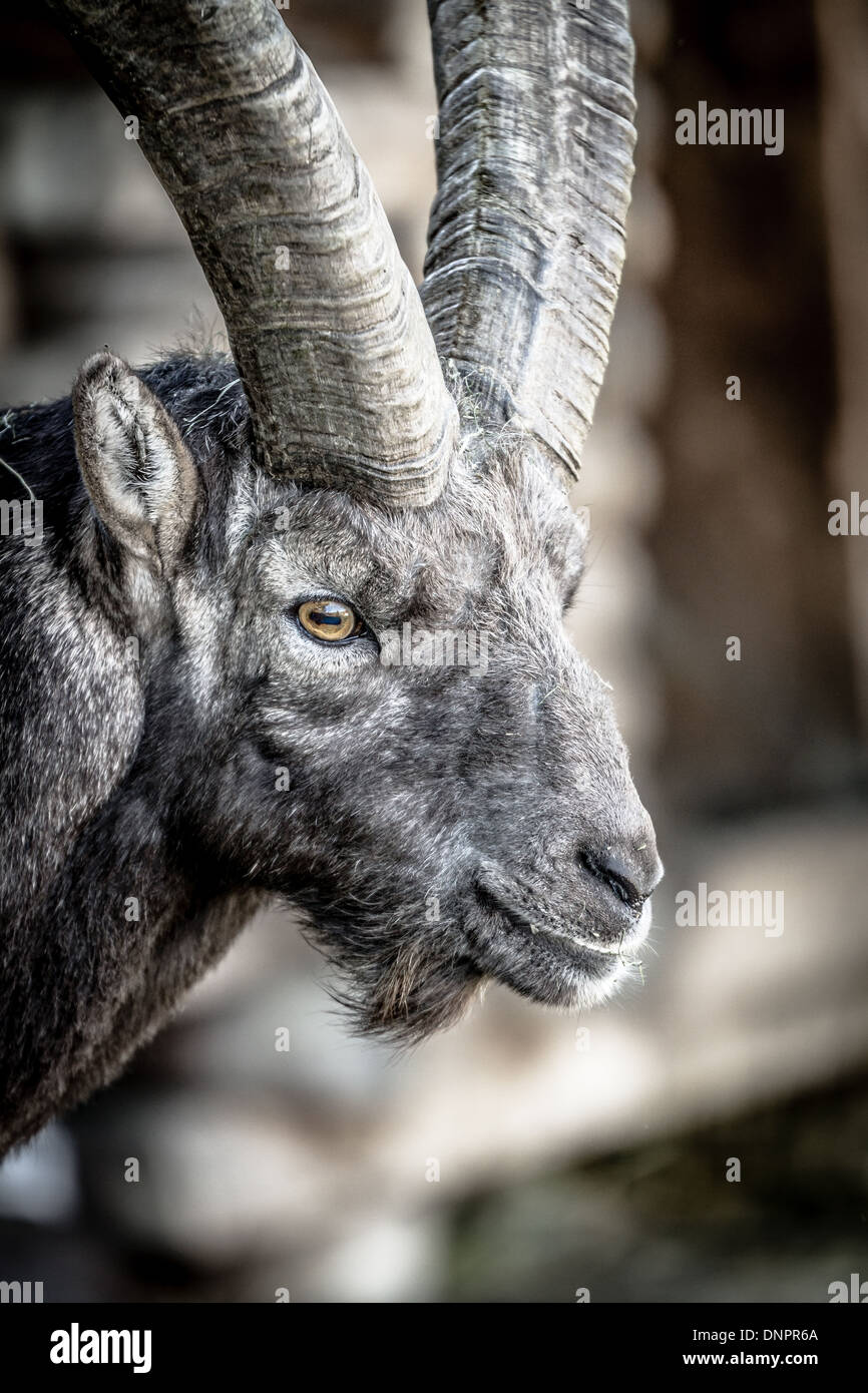 Gros plan sur la tête d'un Bouquetin des Alpes ou Steinbock montrant les élèves horizontale Banque D'Images