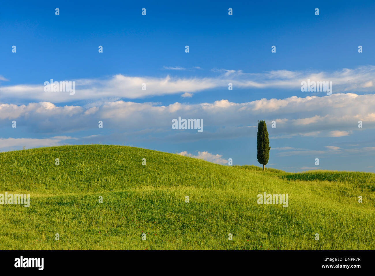 Cyprès dans champ vert. Pienza, Val d'Orcia, Toscane, Italie. Banque D'Images