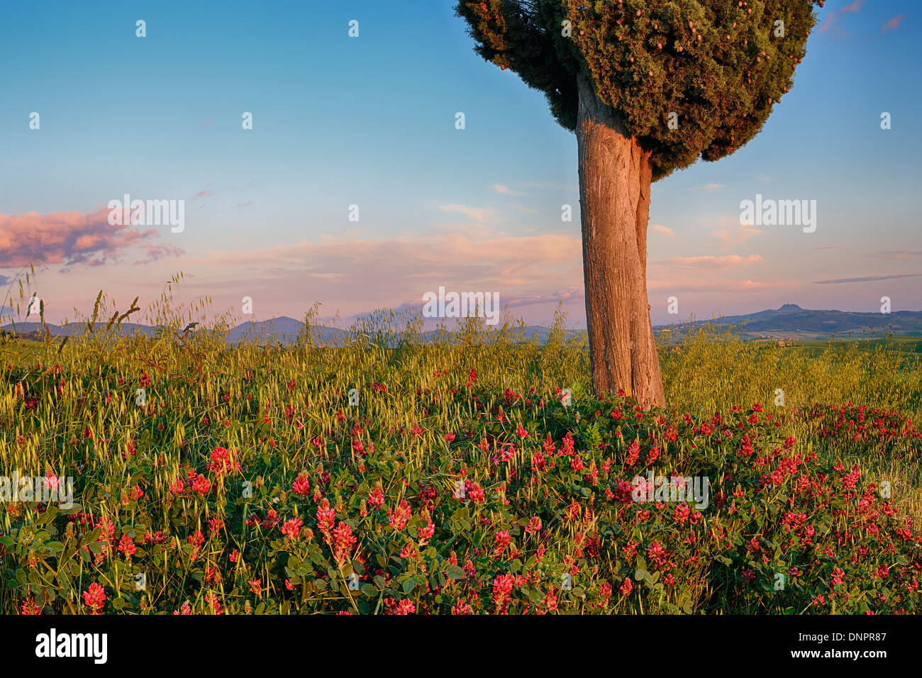 Cyprès avec des fleurs près de coucher du soleil. Pienza, Val d'Orcia, Toscane, Italie. Banque D'Images