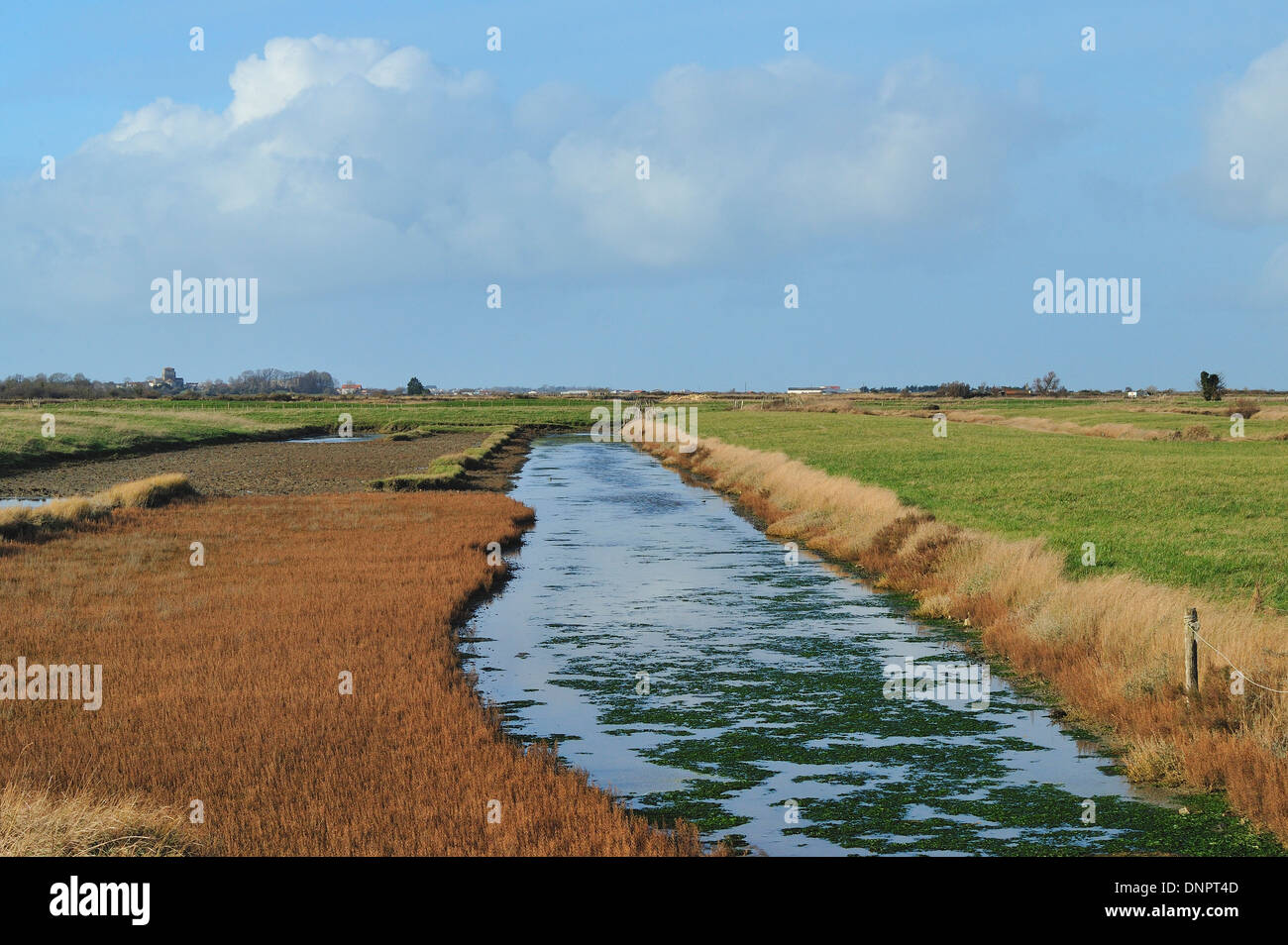 Marais de Lamorlaye sur Seudre, Charente-Maritime, France. Banque D'Images