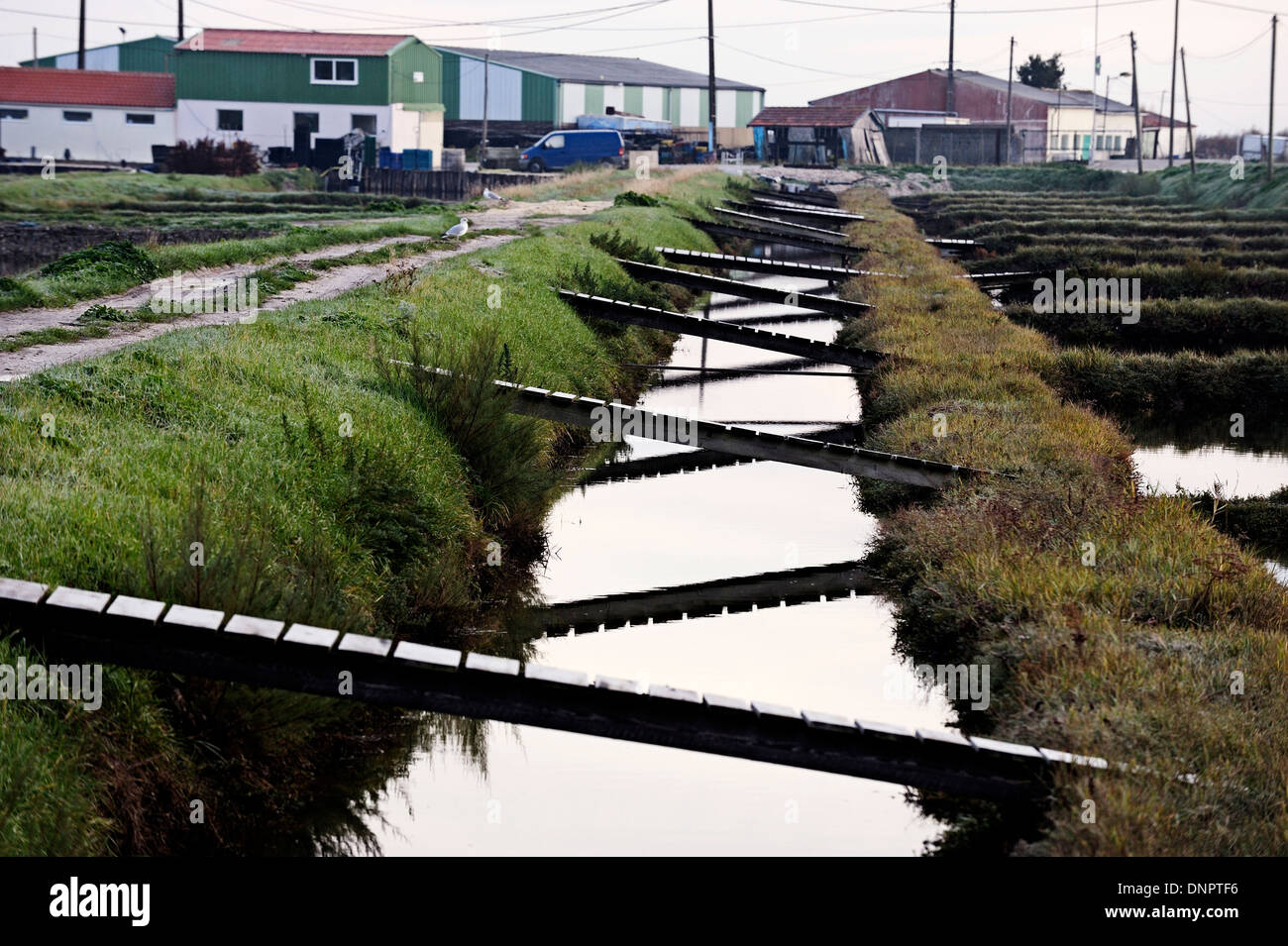 Canal d'eau pour remplir la piscine d'eau douce en claires Charente-Maritime, France Banque D'Images Canal d'eau pour remplir la piscine d'eau douce en claires Charente-Maritime, France Banque D'Images