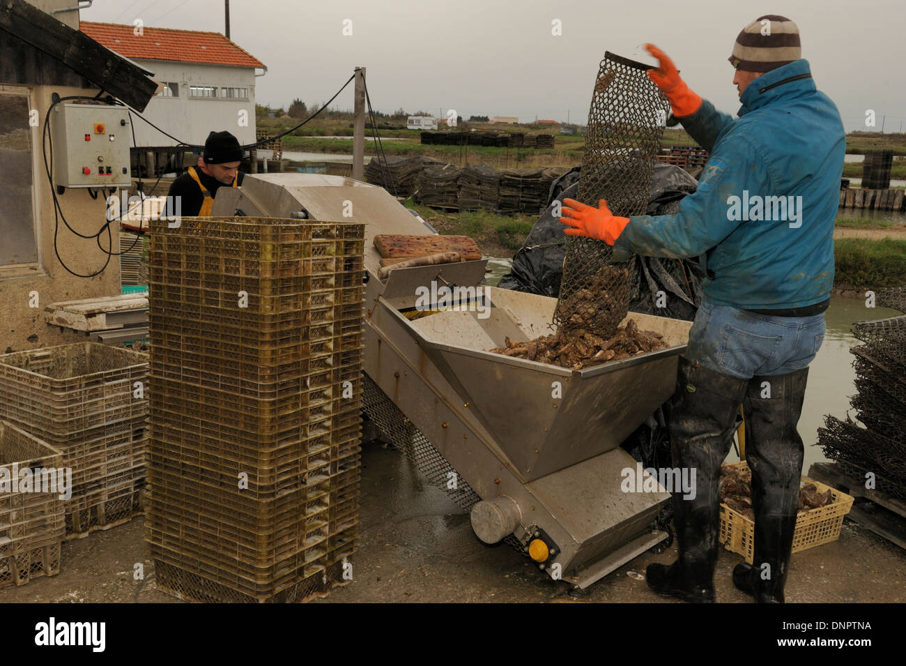 Un oysterman vidange d'un metal sac plein d'huîtres dans une sélection machine dans une ferme ostréicole en Charente-Maritime, France Banque D'Images