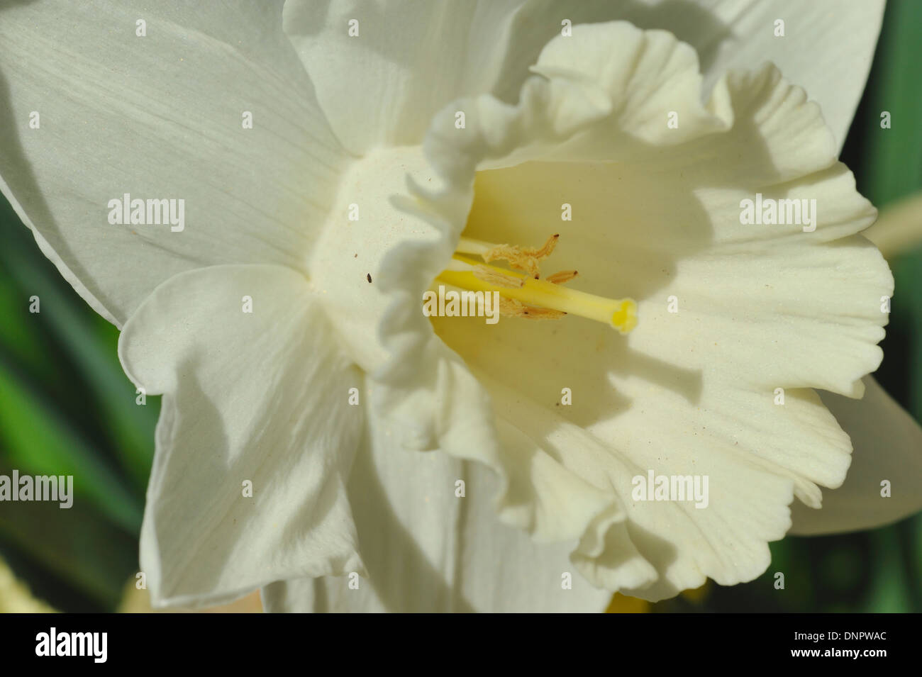 Rush jonquille fleur qui s'épanouit dans un jardin au Texas, USA Banque D'Images