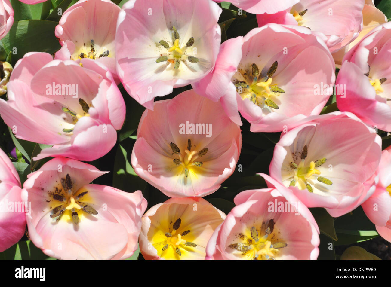 Tulipe rose qui fleurit dans un jardin au Texas, USA Banque D'Images