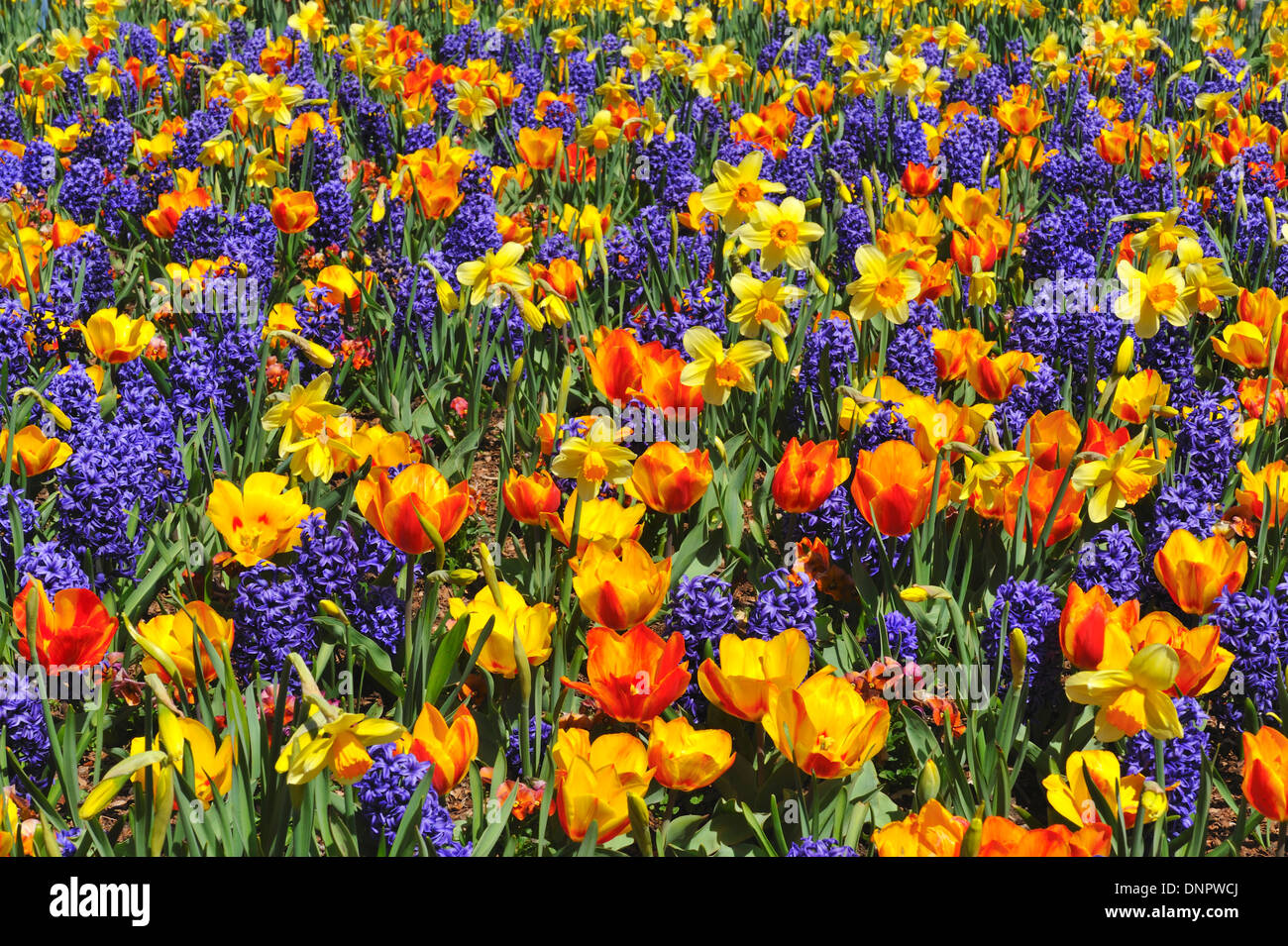 Domaine de la jacinthe, jonquille et fleurs tulipes fleurir dans le Texas, USA Banque D'Images