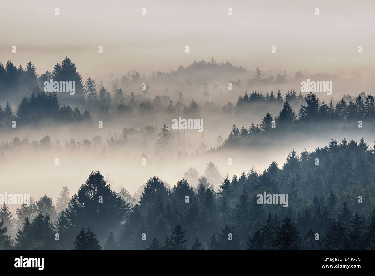 Morning Mist, Kochelmoor, Bad Tolz-Wolfratshausen, Upper Bavaria, Bavaria, Germany Banque D'Images