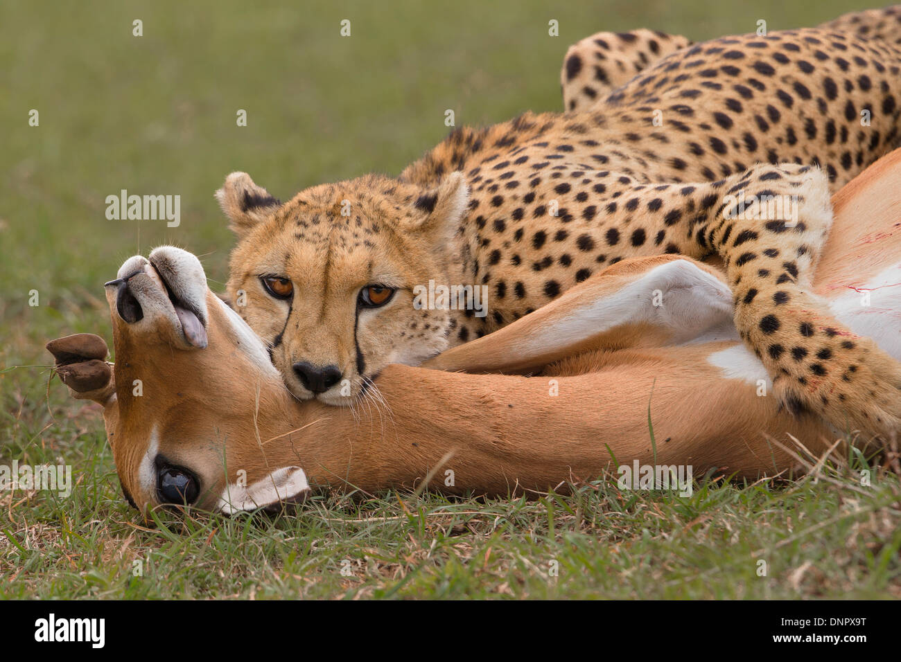 Guépards adultes femelles, étrangler une femelle Impala, Maasai Mara National Reserve, Kenya, Africa Banque D'Images