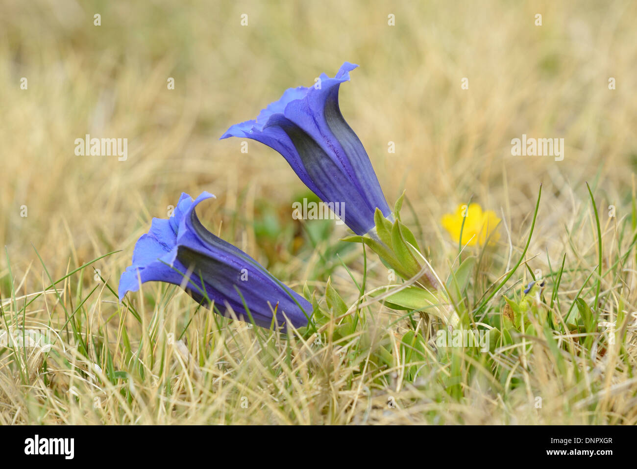 Clusius Gentiane (Gentiana clusii') fleurs de prairie alpine au printemps, en Styrie, Autriche Banque D'Images