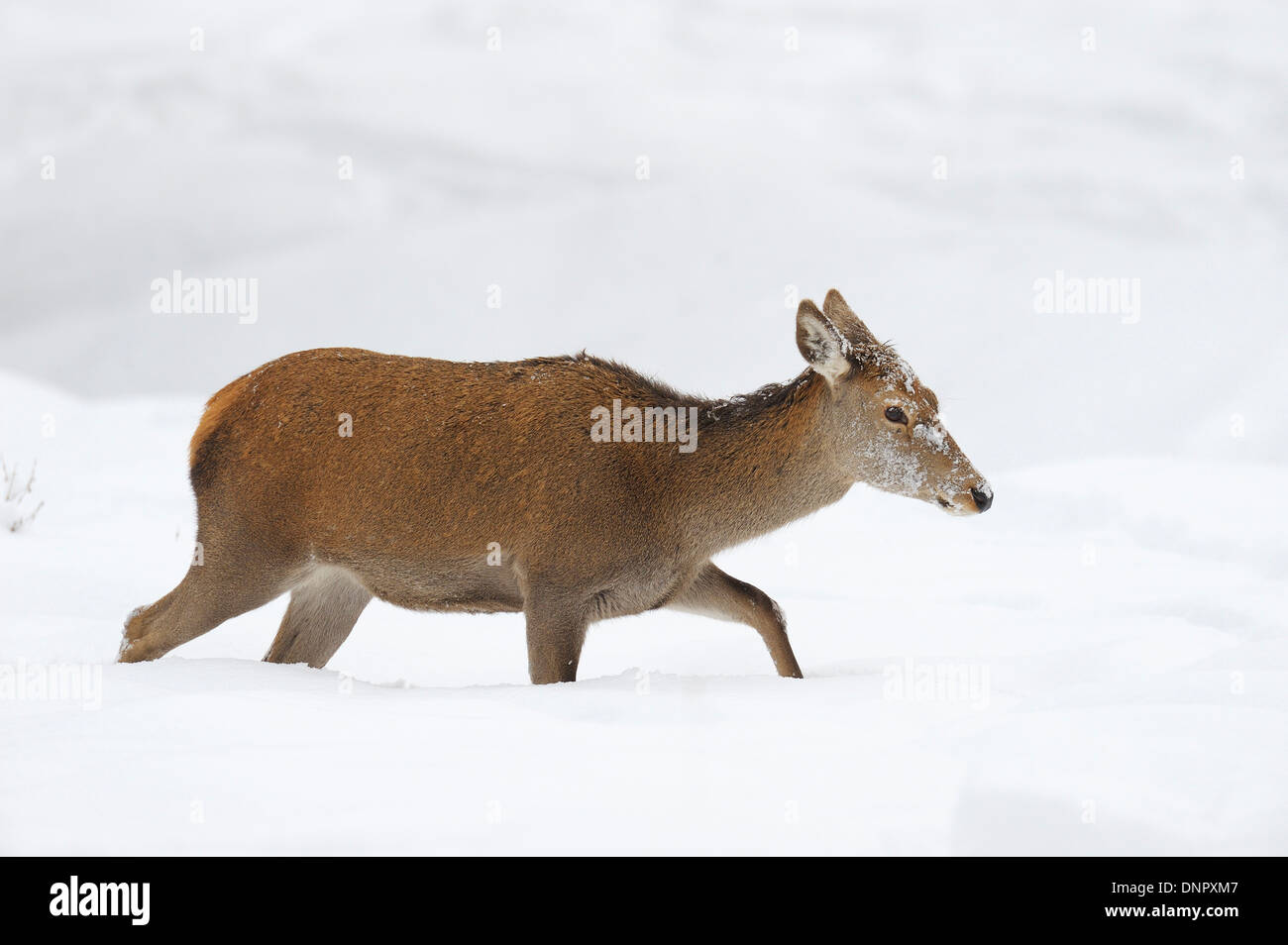 Les femelles du Cerf (Cervus elaphus) en hiver, Bavière, Allemagne Banque D'Images