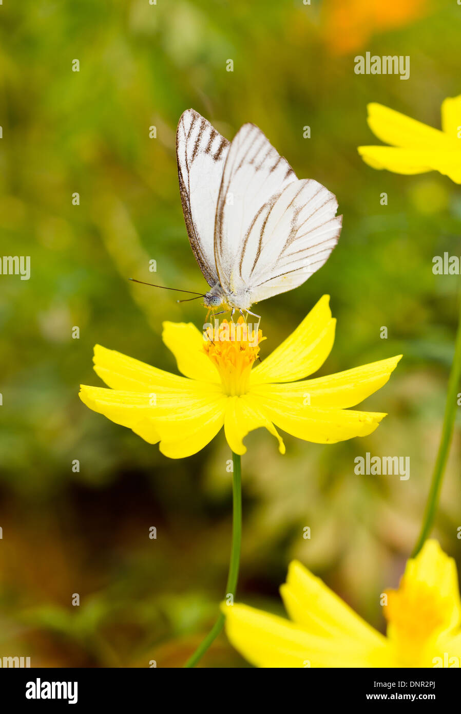 Papillon blanc jaune avec le cosmos. Banque D'Images