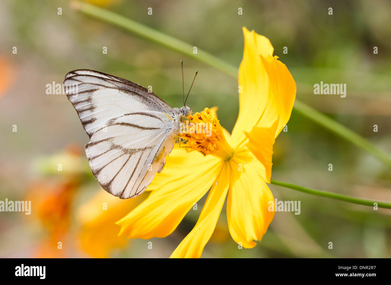 Papillon blanc jaune avec le cosmos. Banque D'Images
