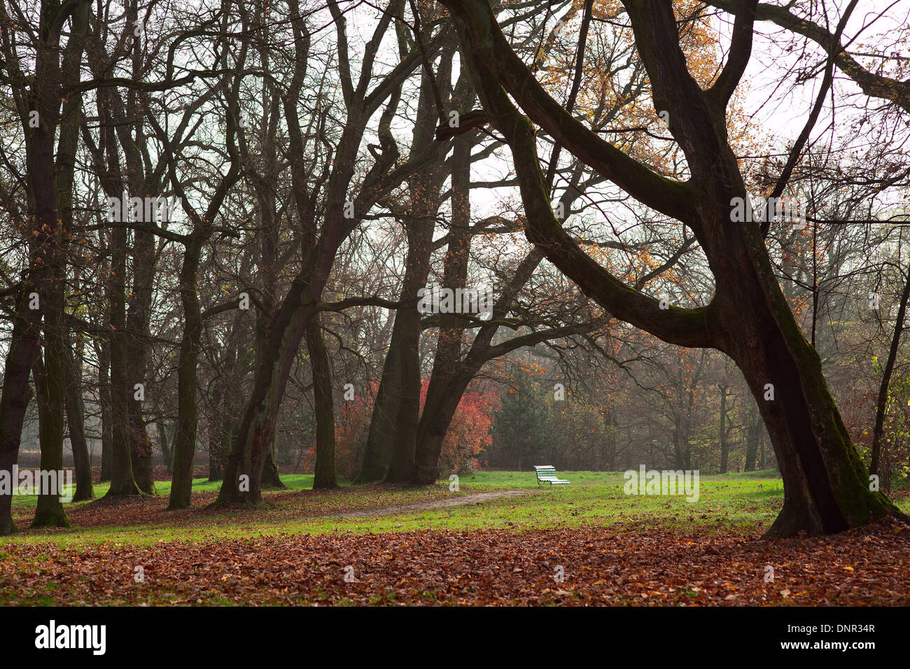 Automne en parc ou beau paysage rural Banque D'Images