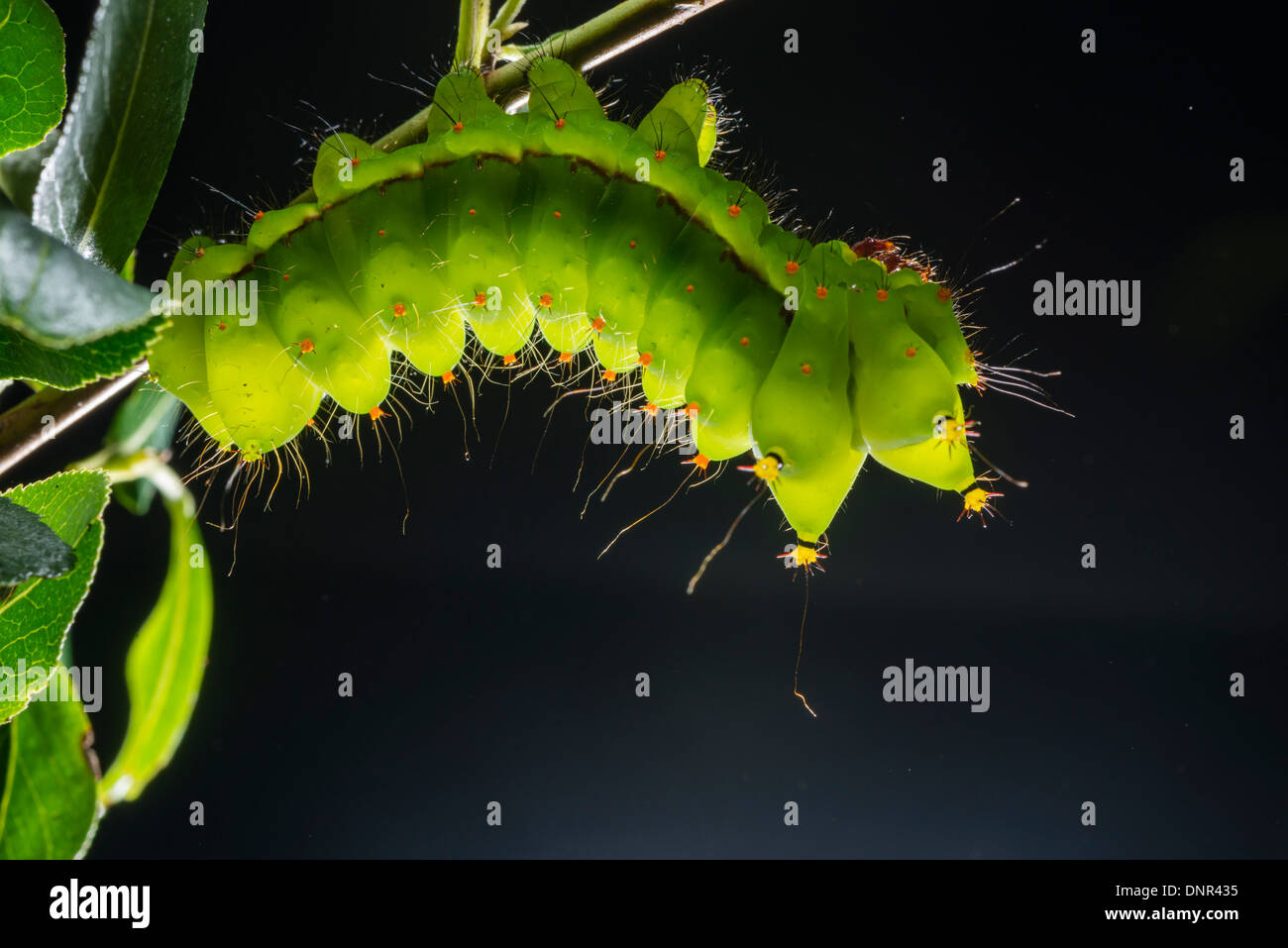Un Indien Lune papillon sur une plante Escallonia Banque D'Images
