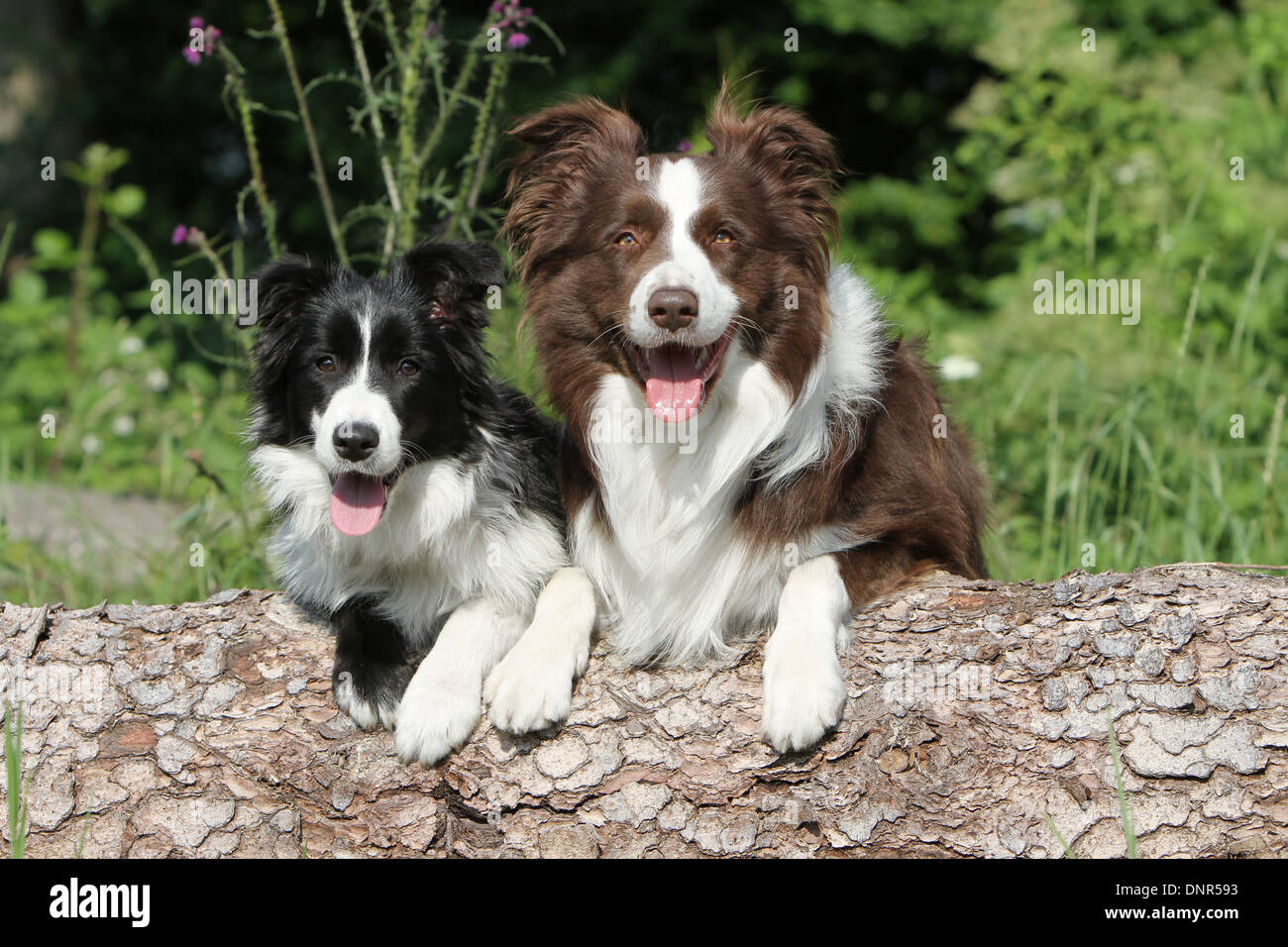 Chien Border Collie Adulte Et Chiot Différentes Couleurs
