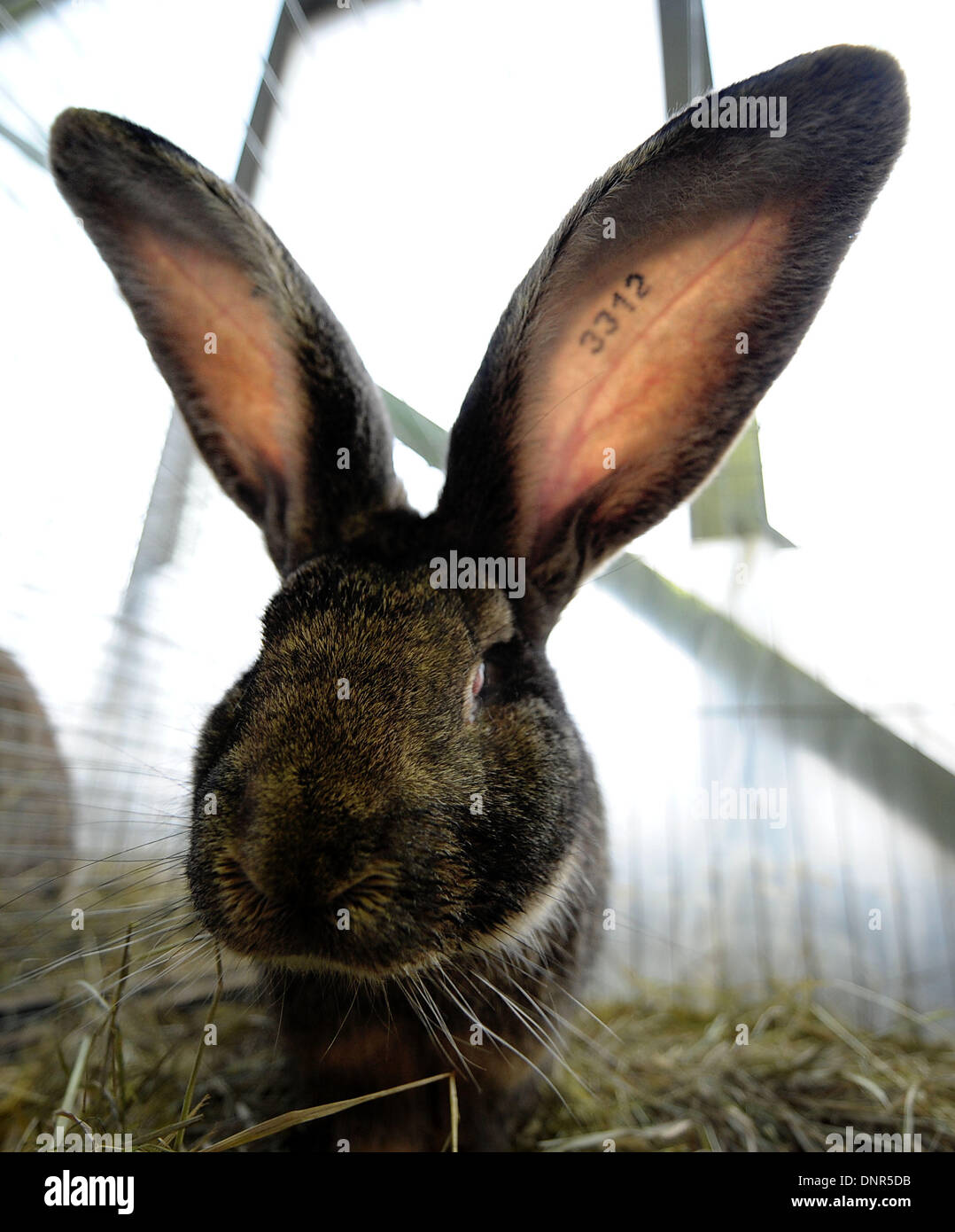 Hildesheim, Allemagne. 08Th Jan, 2014. Un 'Giant' espèce de lapin est assis dans une cage pendant le spectacle de la Basse-saxe association des éleveurs de lapins à Hildesheim, Allemagne, 04 janvier 2014. Photo : PETER STEFFEN/dpa/Alamy Live News Banque D'Images