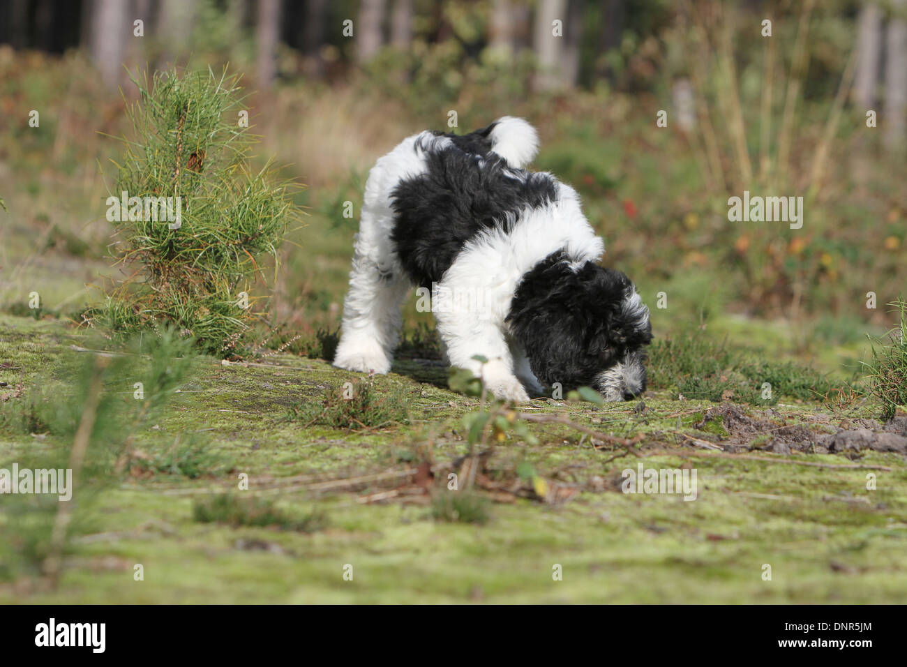 Chien chiens berger de vallée polonais Polski Nizinny / odeur de chiot dans un bois Banque D'Images