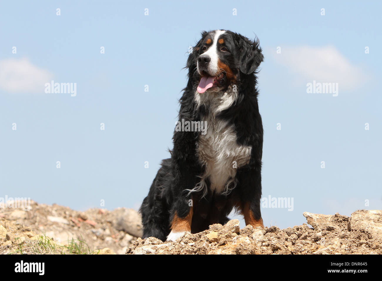 Bernese Mountain dog Chien hot assis sur le sol Banque D'Images