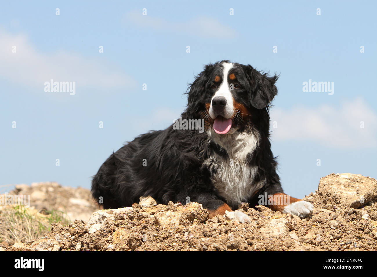 Bernese Mountain dog Chien hot allongé sur le sol Banque D'Images