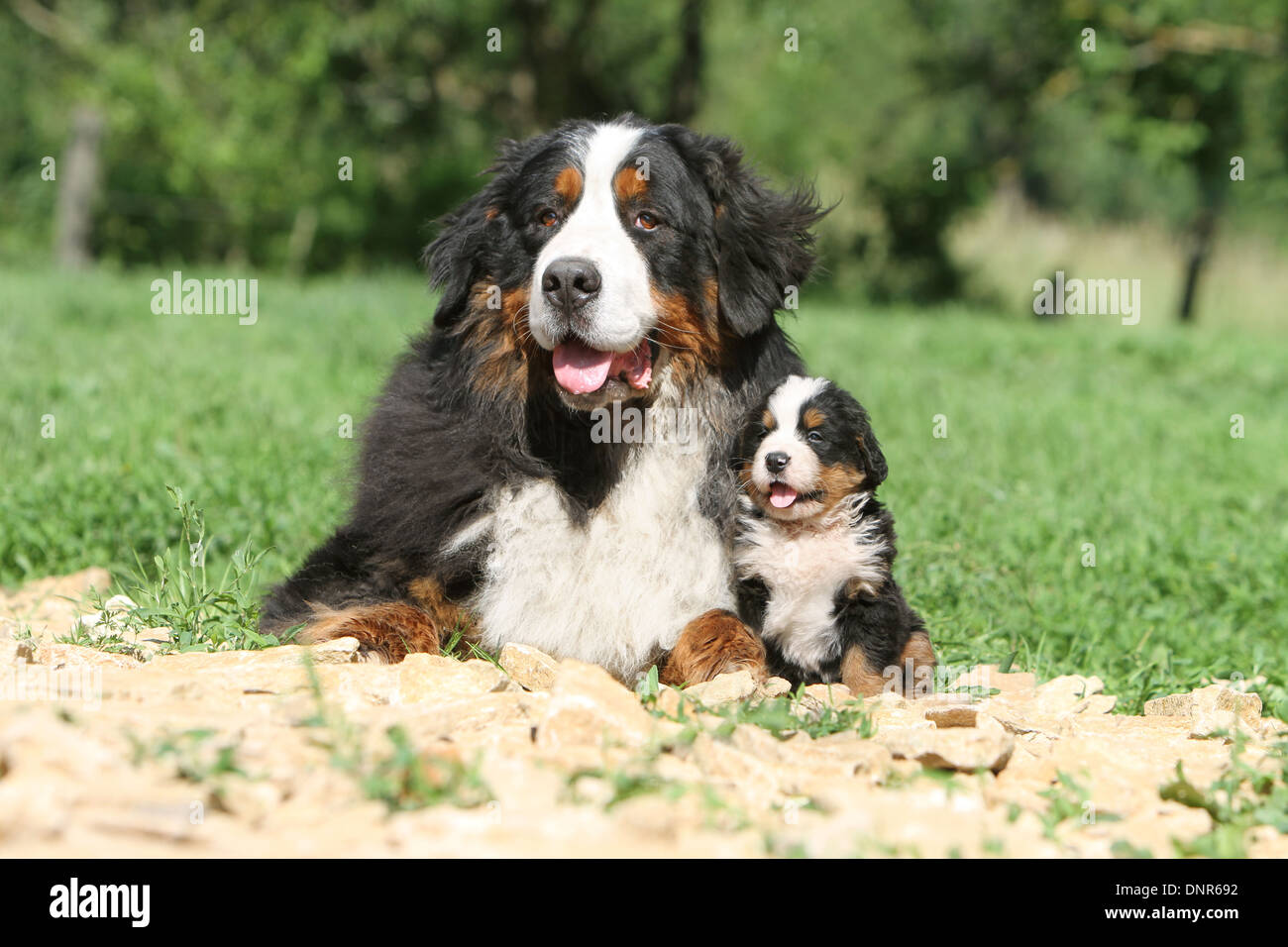 Bernese Mountain dog Chien adulte et chiot dans un jardin Banque D'Images