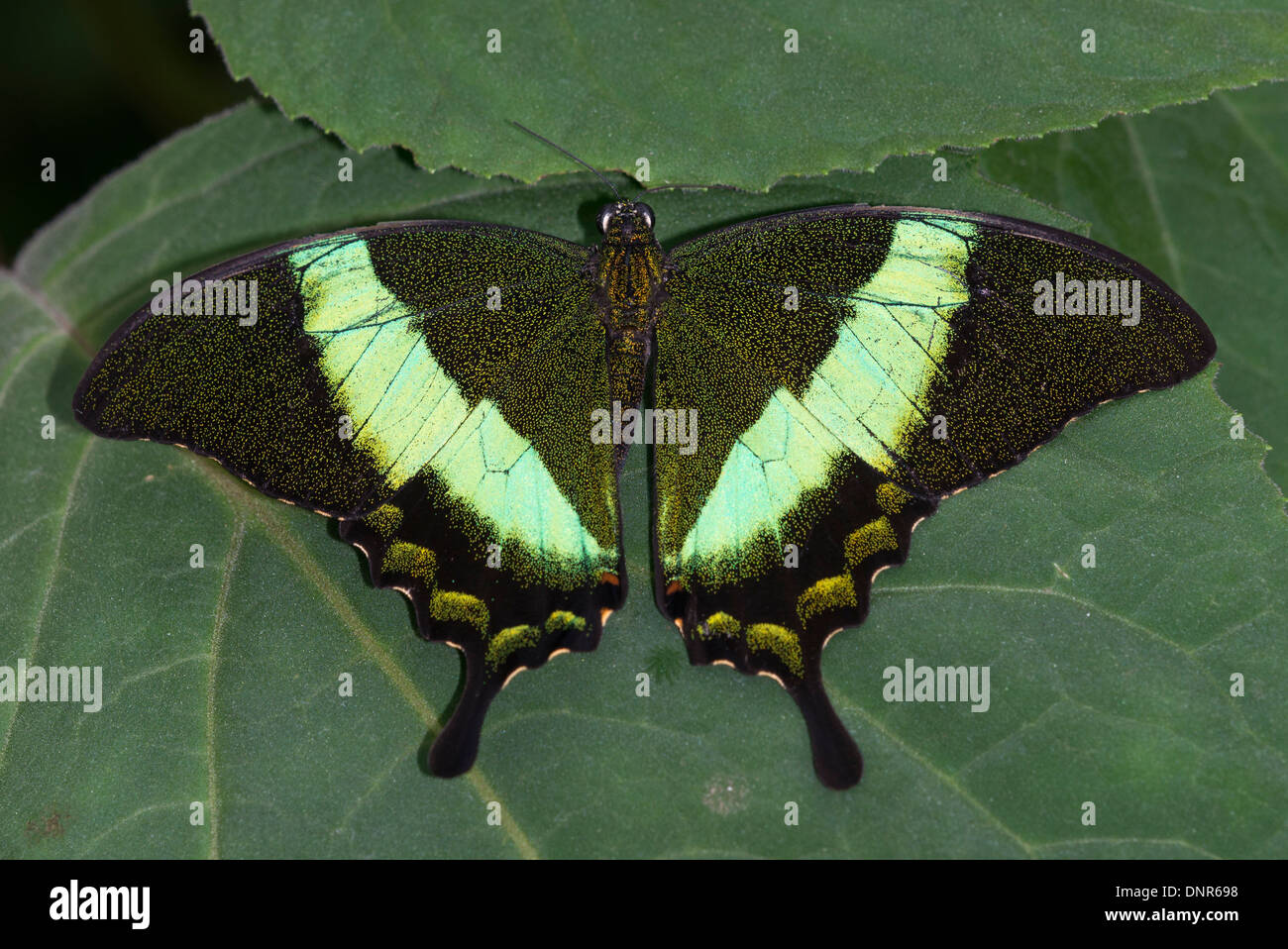 Une Émeraude Peacock butterfly basking Banque D'Images